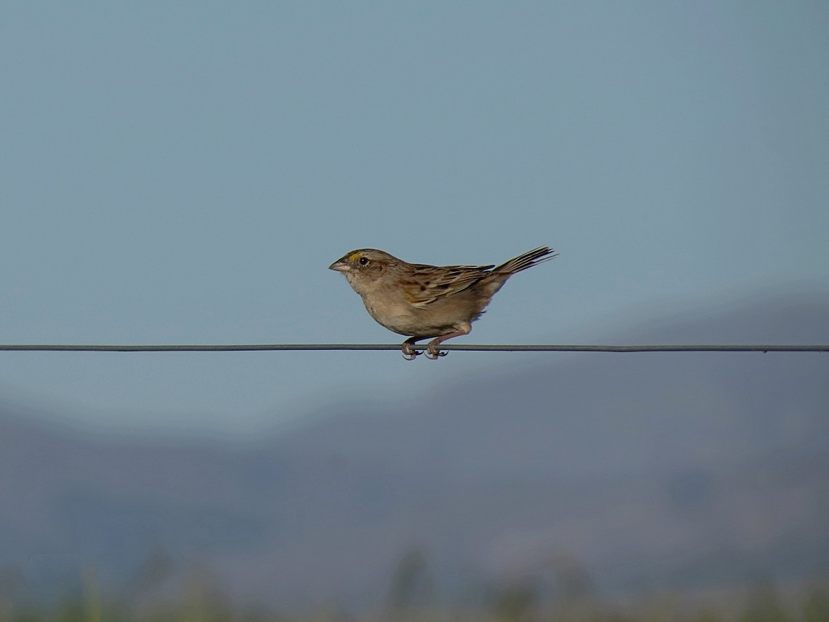 Grassland Sparrow - ML625918098