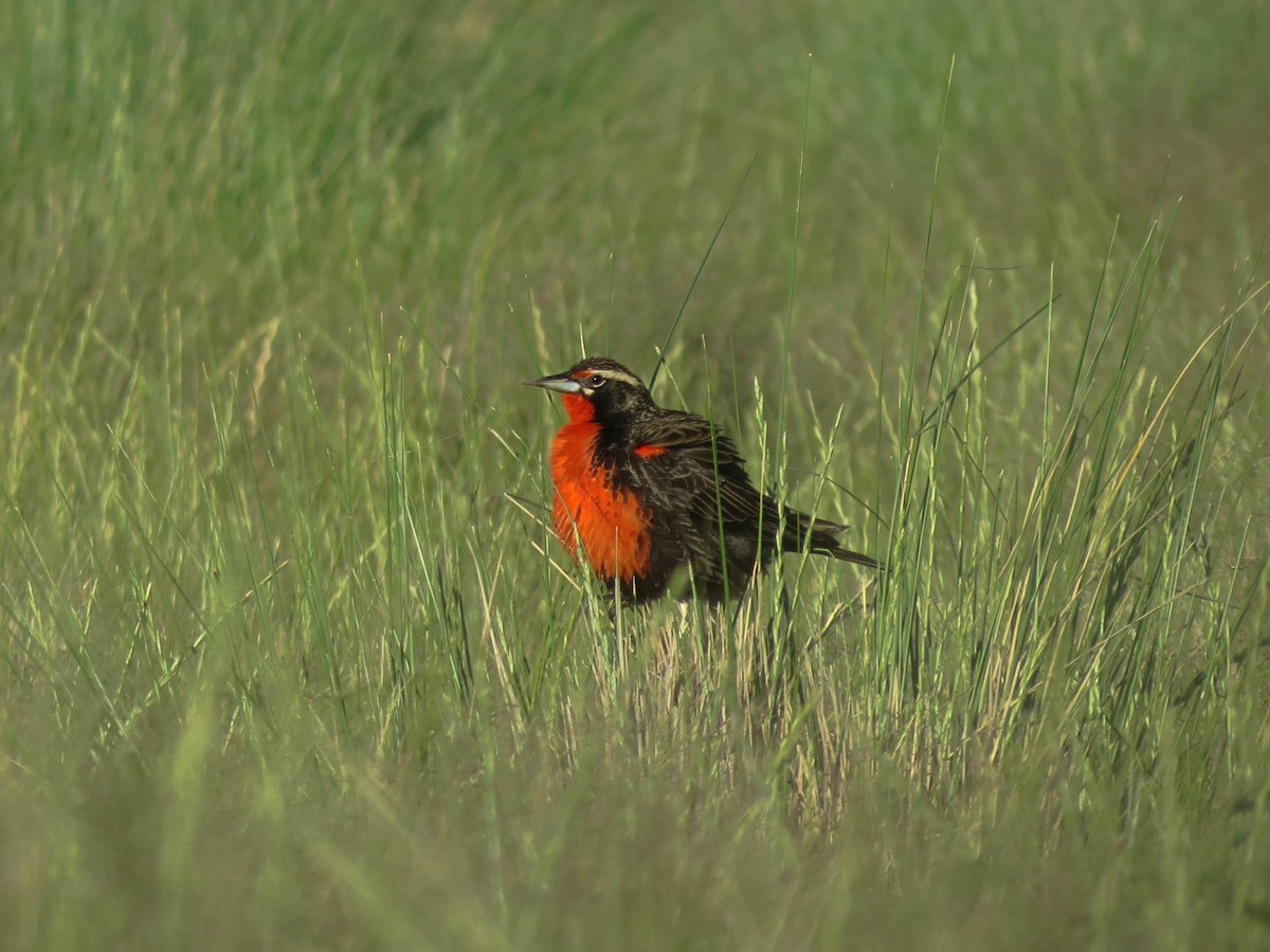 Pampas Meadowlark - ML625918117
