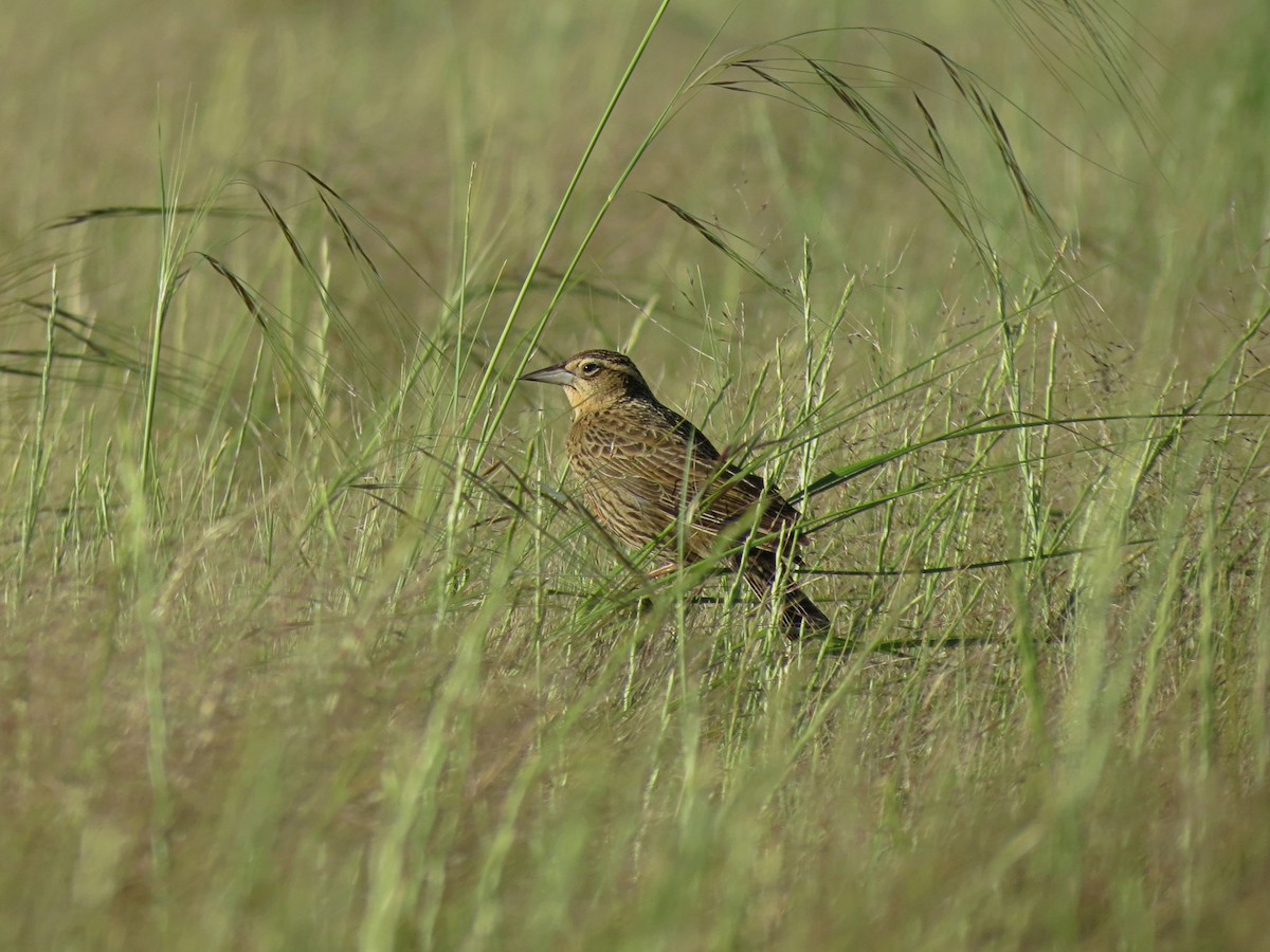 Pampas Meadowlark - ML625918122