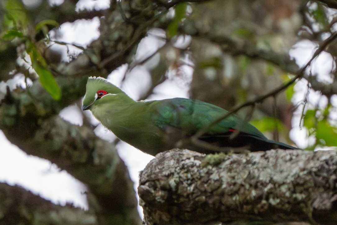 Black-billed Turaco (Green-rumped) - ML625918265