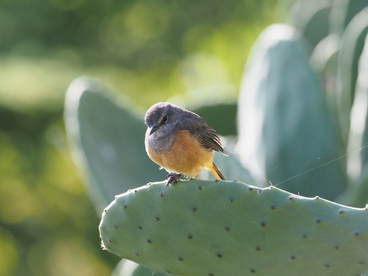 Little Rock-Thrush - ML625918319