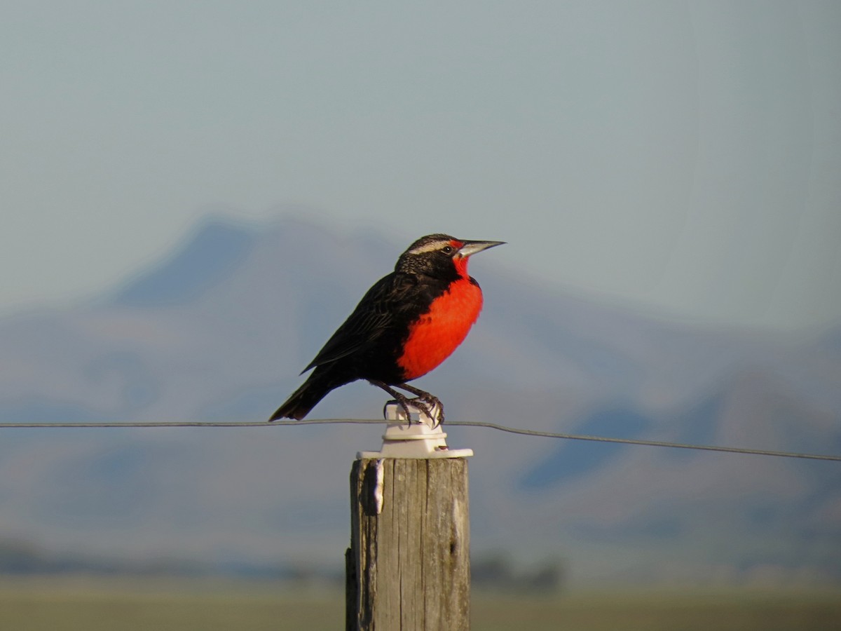 Pampas Meadowlark - ML625918474