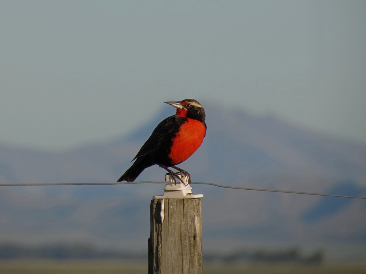 Pampas Meadowlark - ML625918475