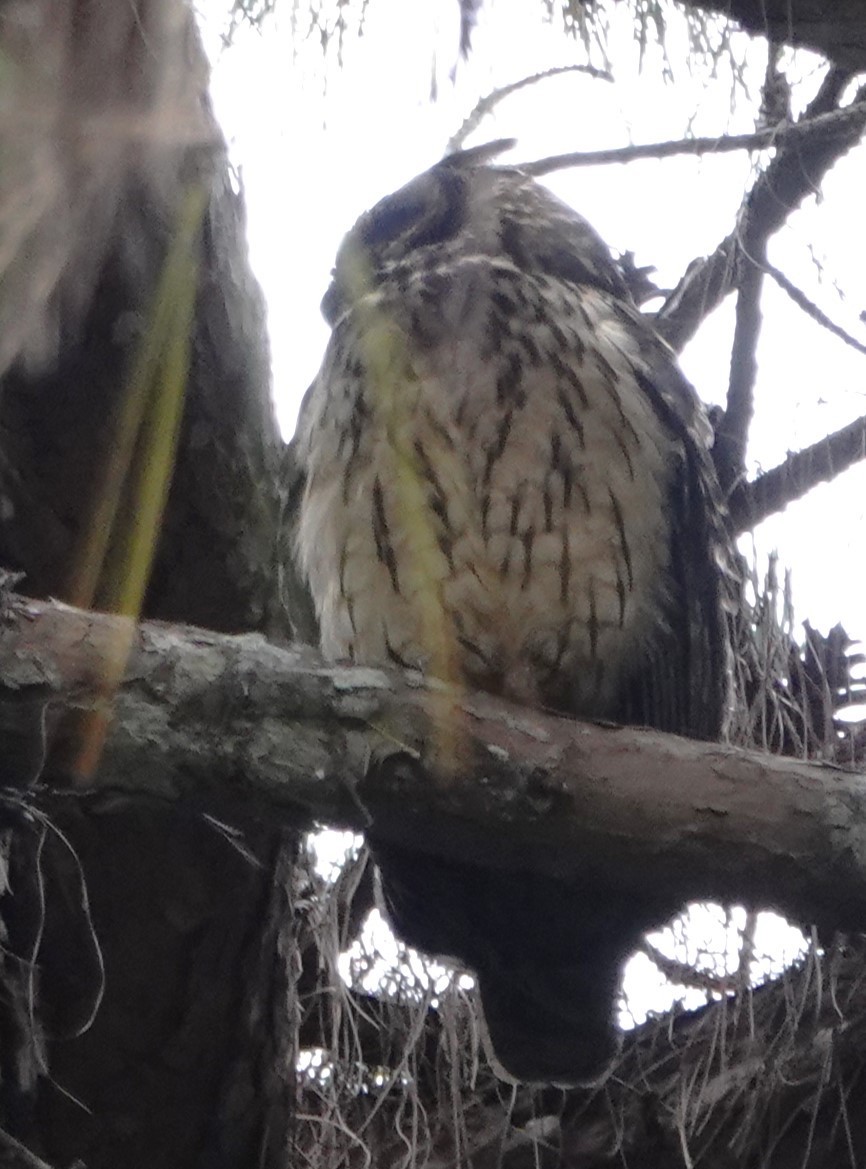 Madagascar Owl - ML625918489