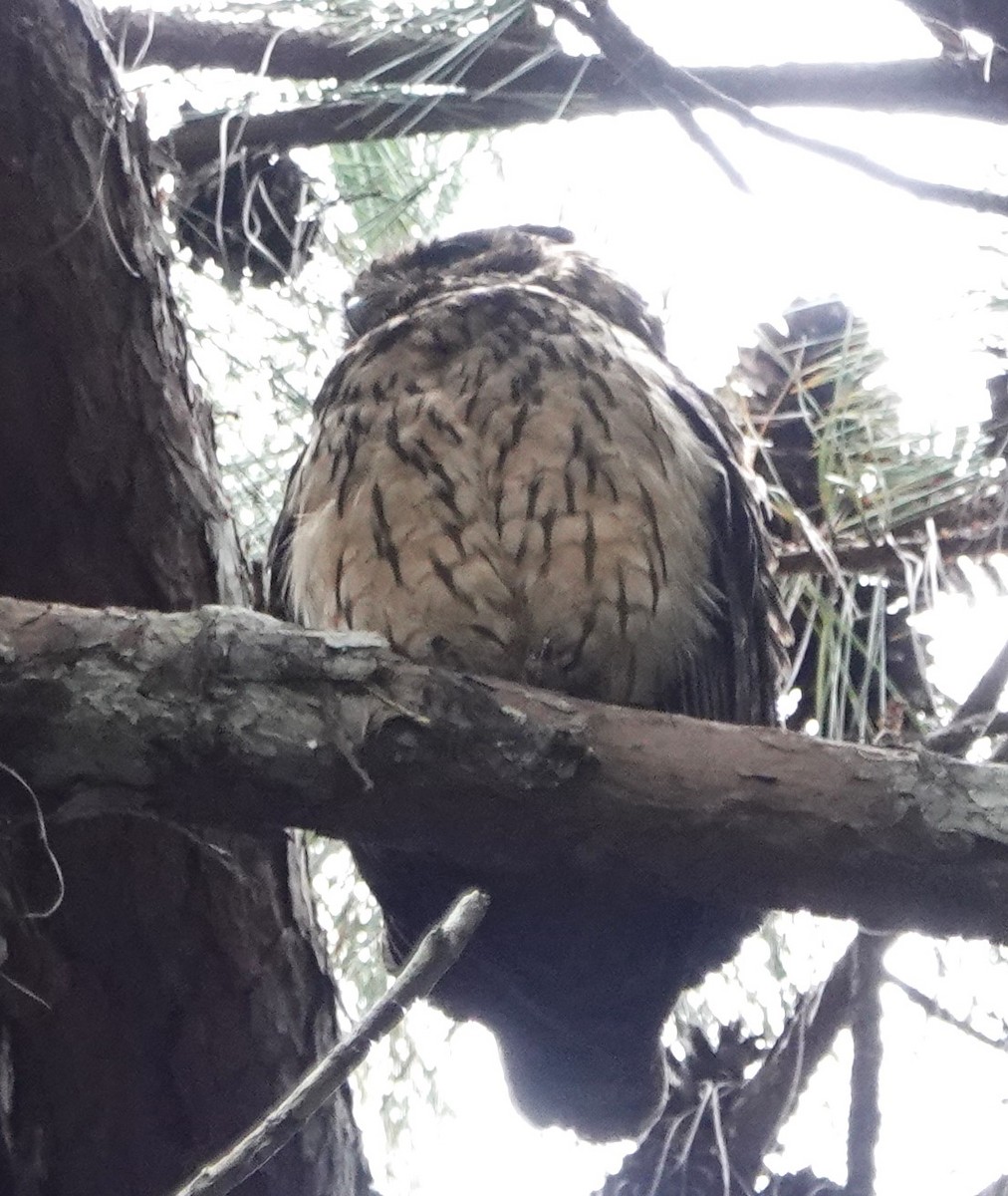 Madagascar Owl - ML625918490