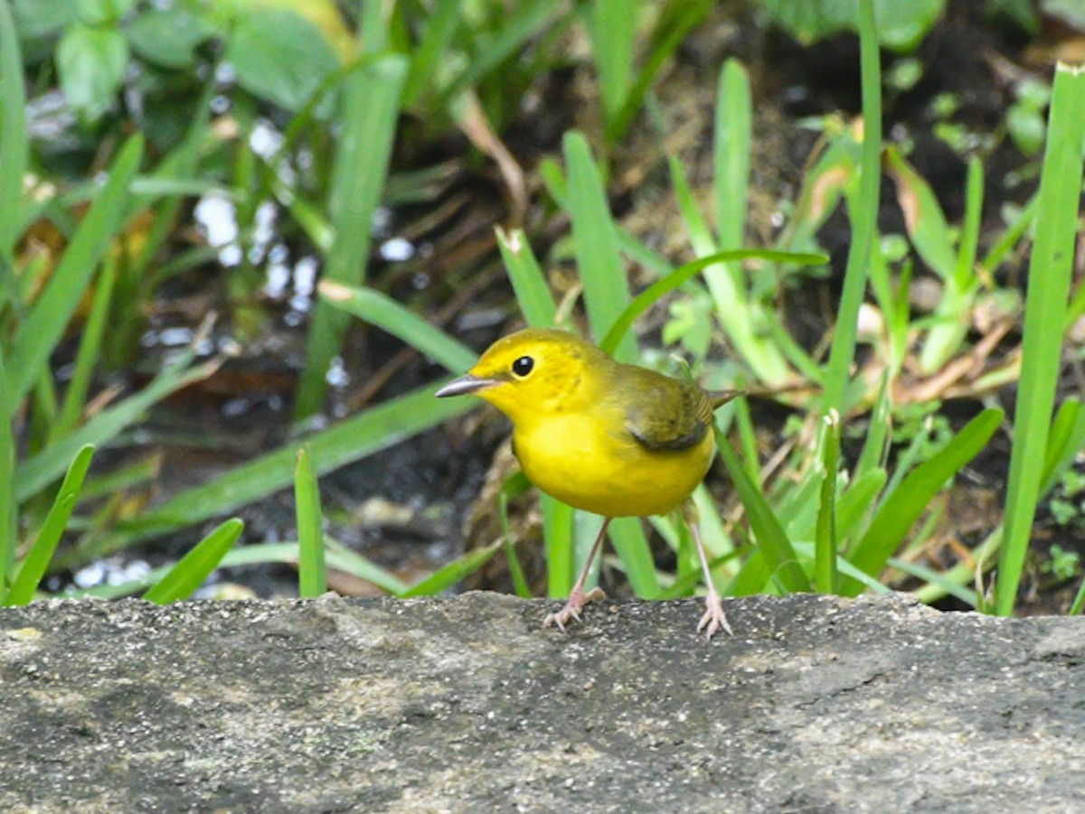 Hooded Warbler - ML625918700