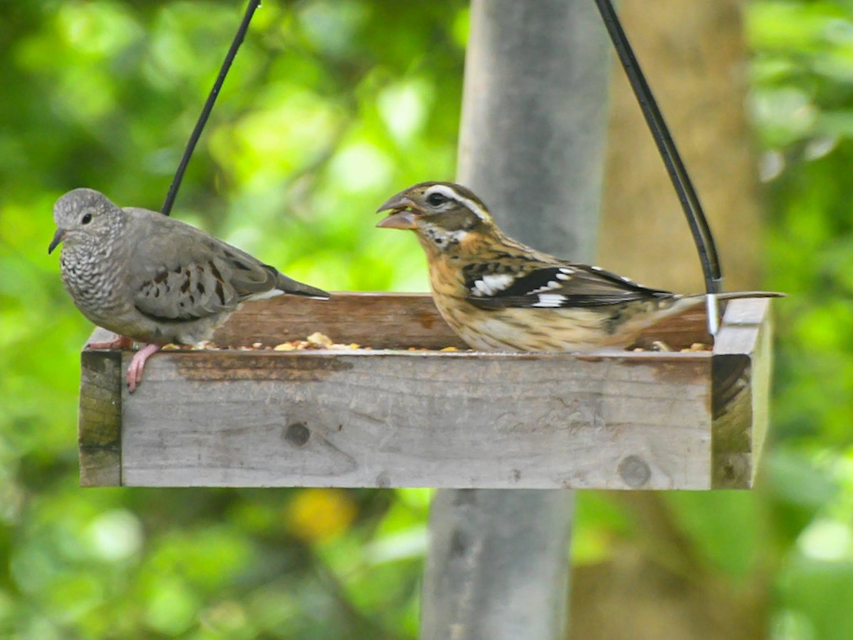 Rose-breasted Grosbeak - ML625918706