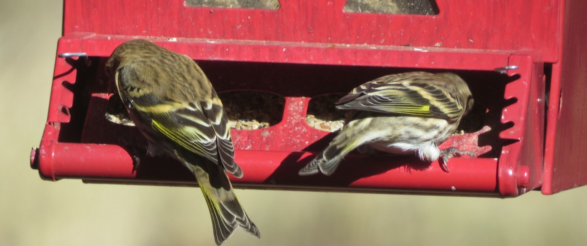 Pine Siskin - ML625918784