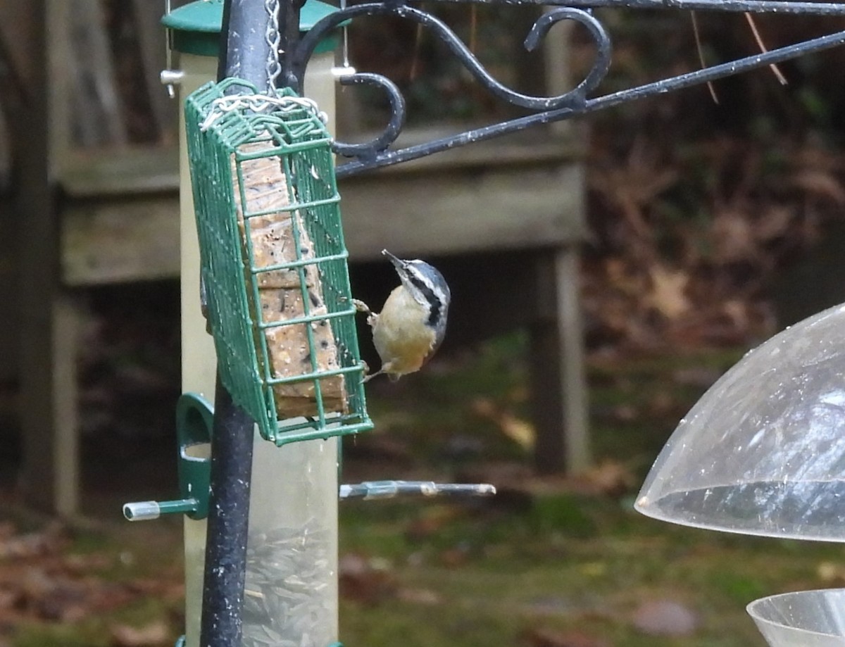 Red-breasted Nuthatch - ML625918861