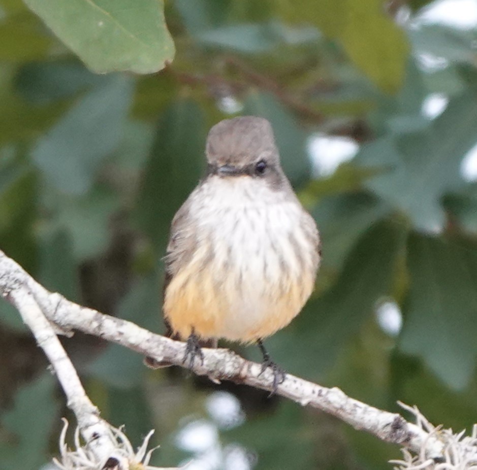 Vermilion Flycatcher - ML625919086