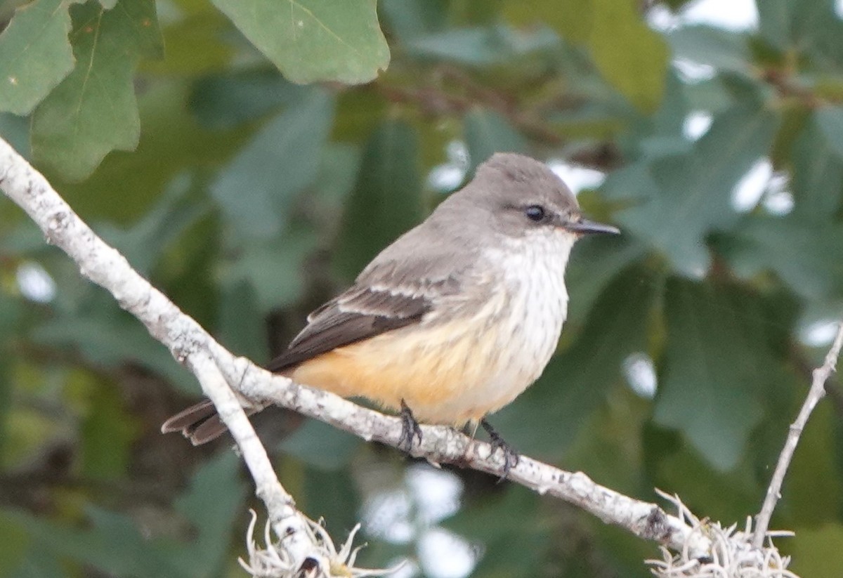 Vermilion Flycatcher - ML625919087