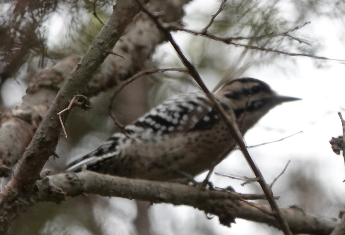 Ladder-backed Woodpecker - ML625919116