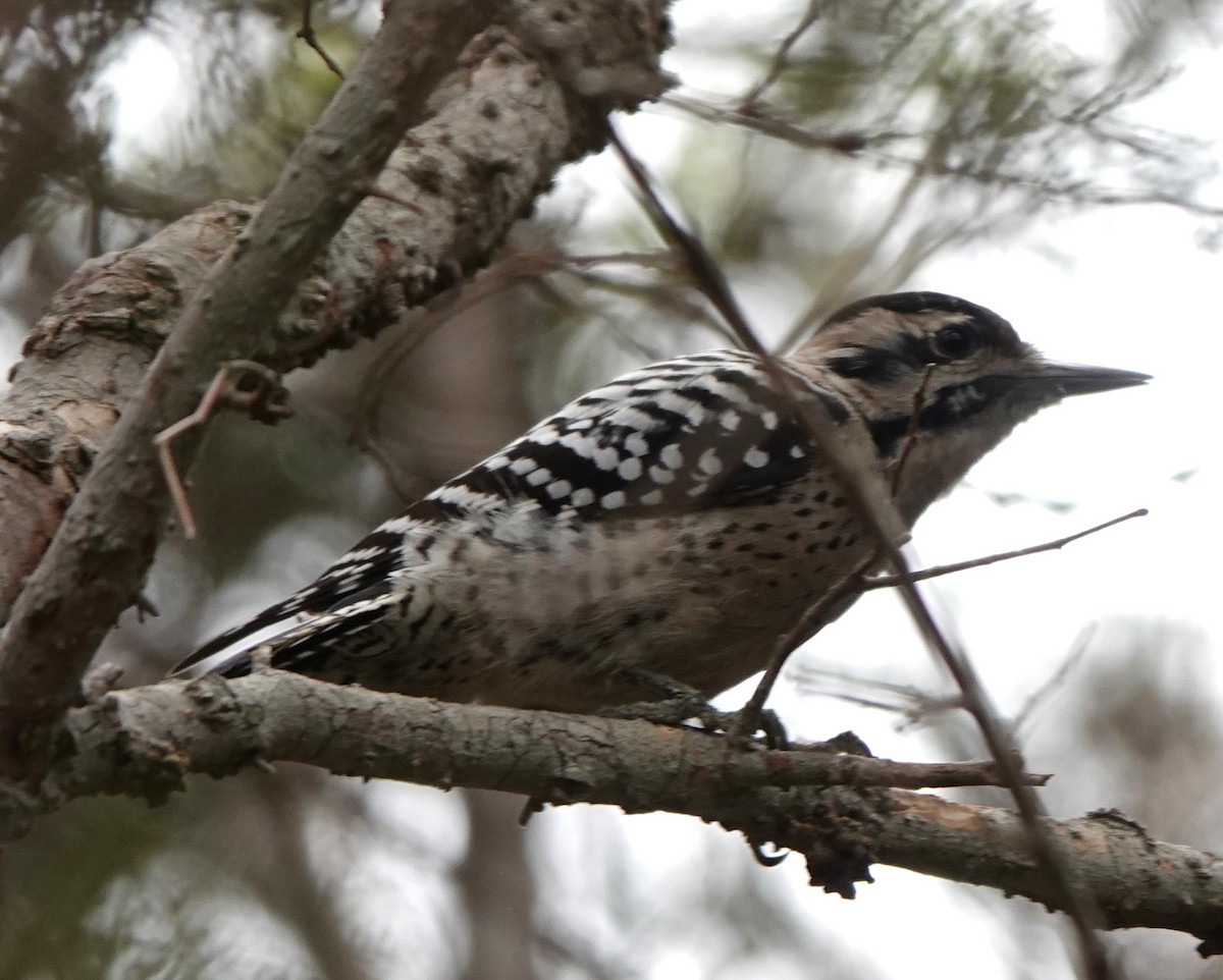 Ladder-backed Woodpecker - ML625919117