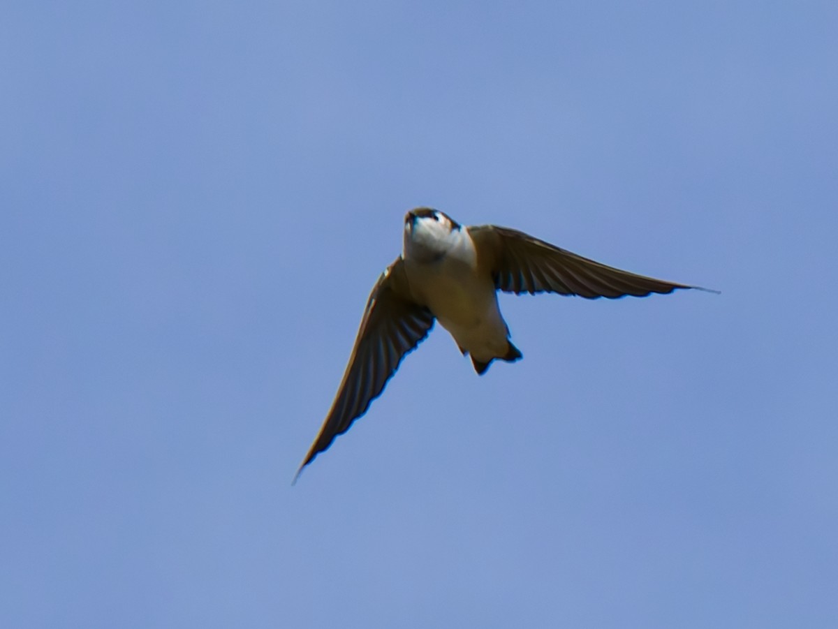 Hirondelle bicolore ou H. à face blanche - ML625919172