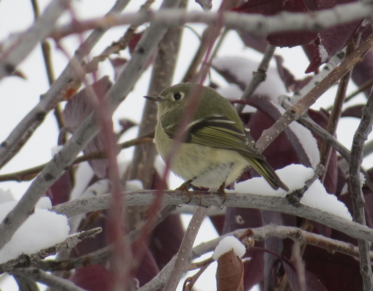 Ruby-crowned Kinglet - ML625919300