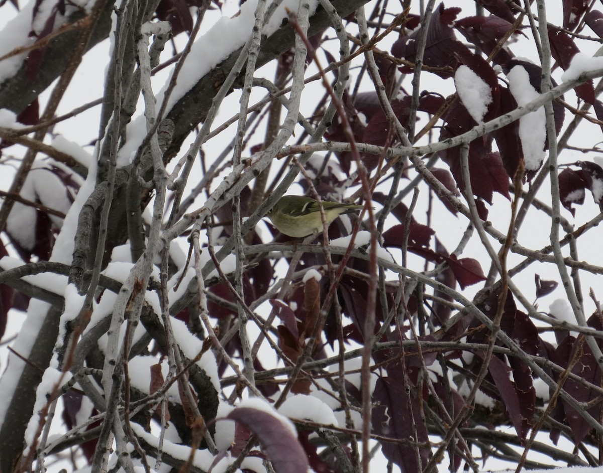 Ruby-crowned Kinglet - ML625919301