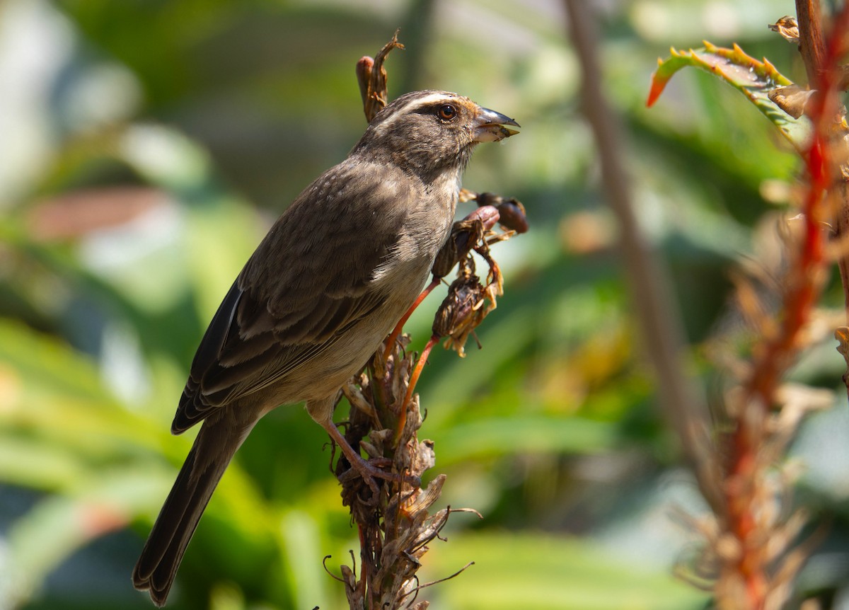 Streaky-headed Seedeater - ML625919341