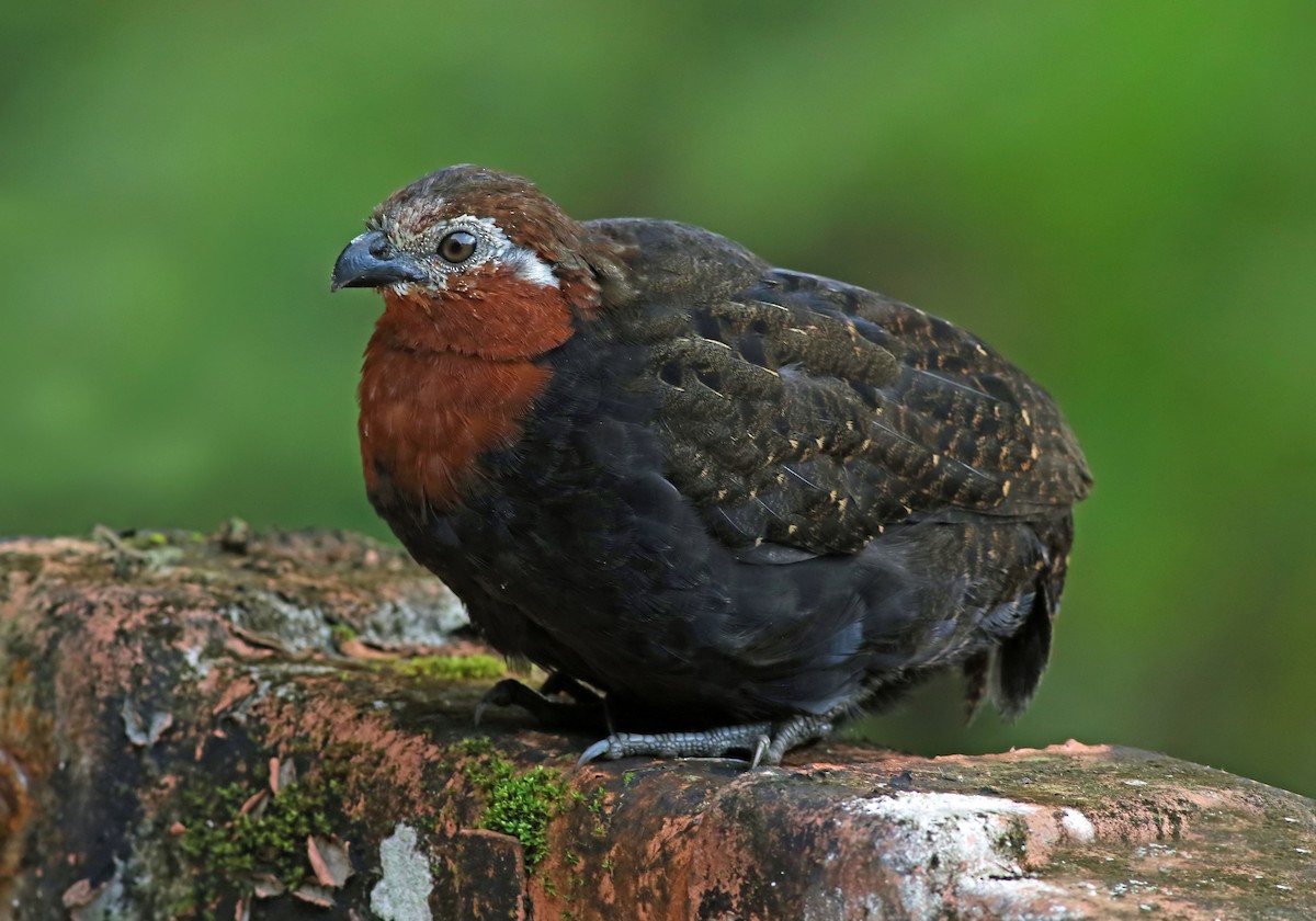 Chestnut Wood-Quail - ML62591941