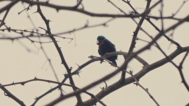 Neergaard's Sunbird - ML625919417