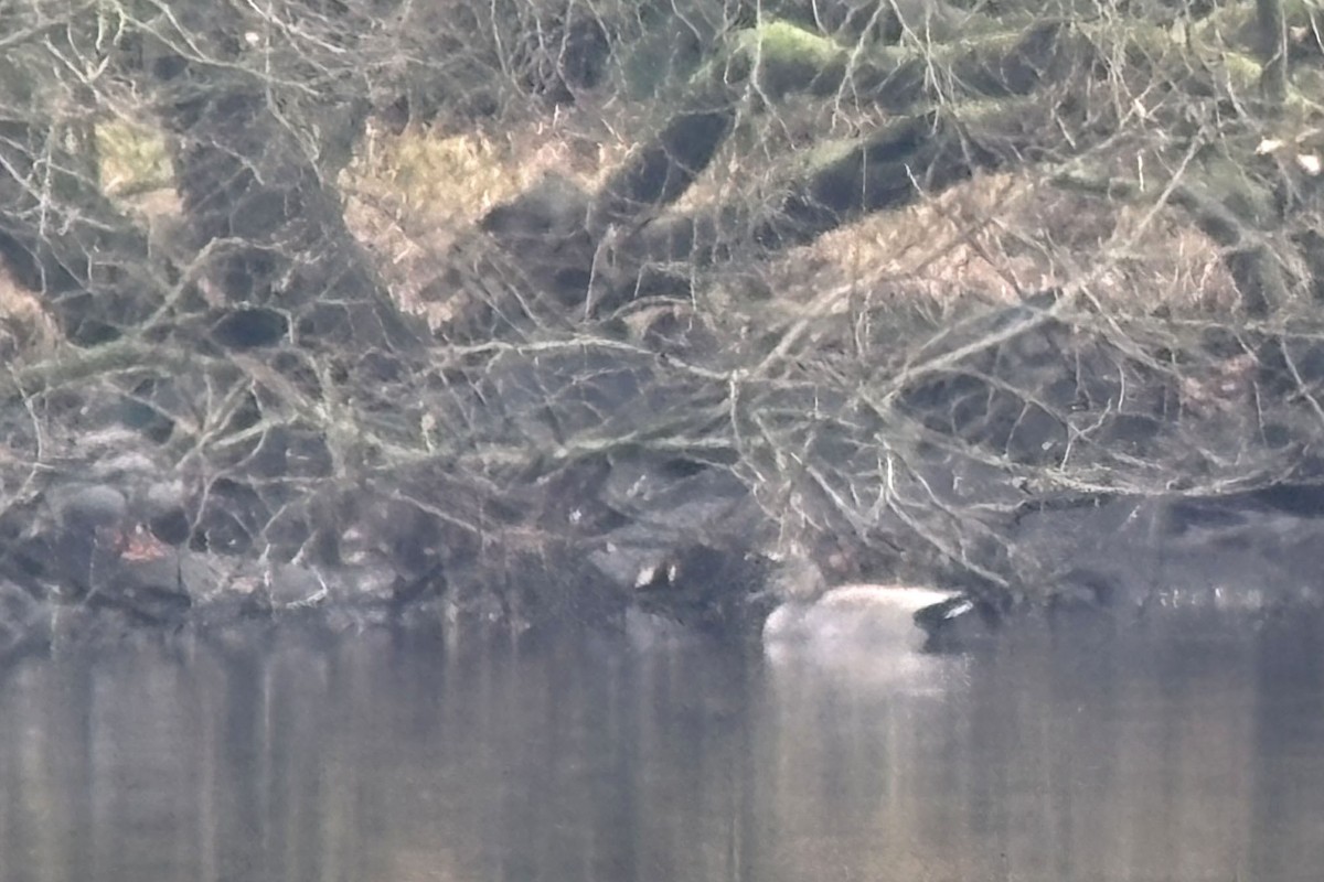 Gadwall (Common) - ML625919474