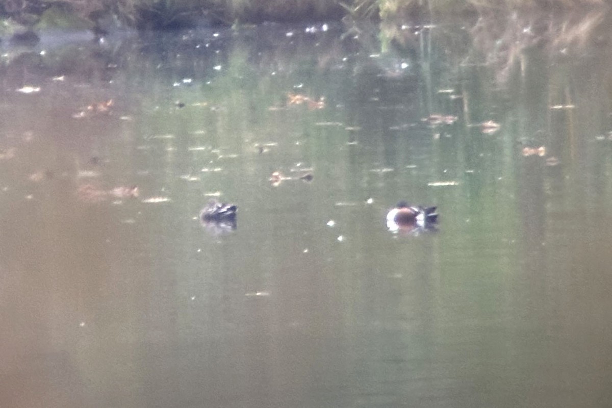 Northern Shoveler - ML625919620