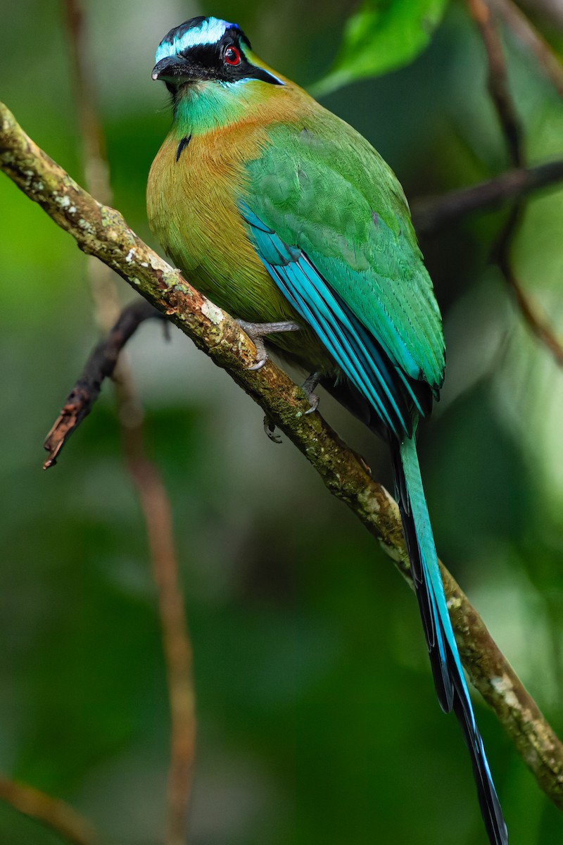 Lesson's Motmot - ML625919638