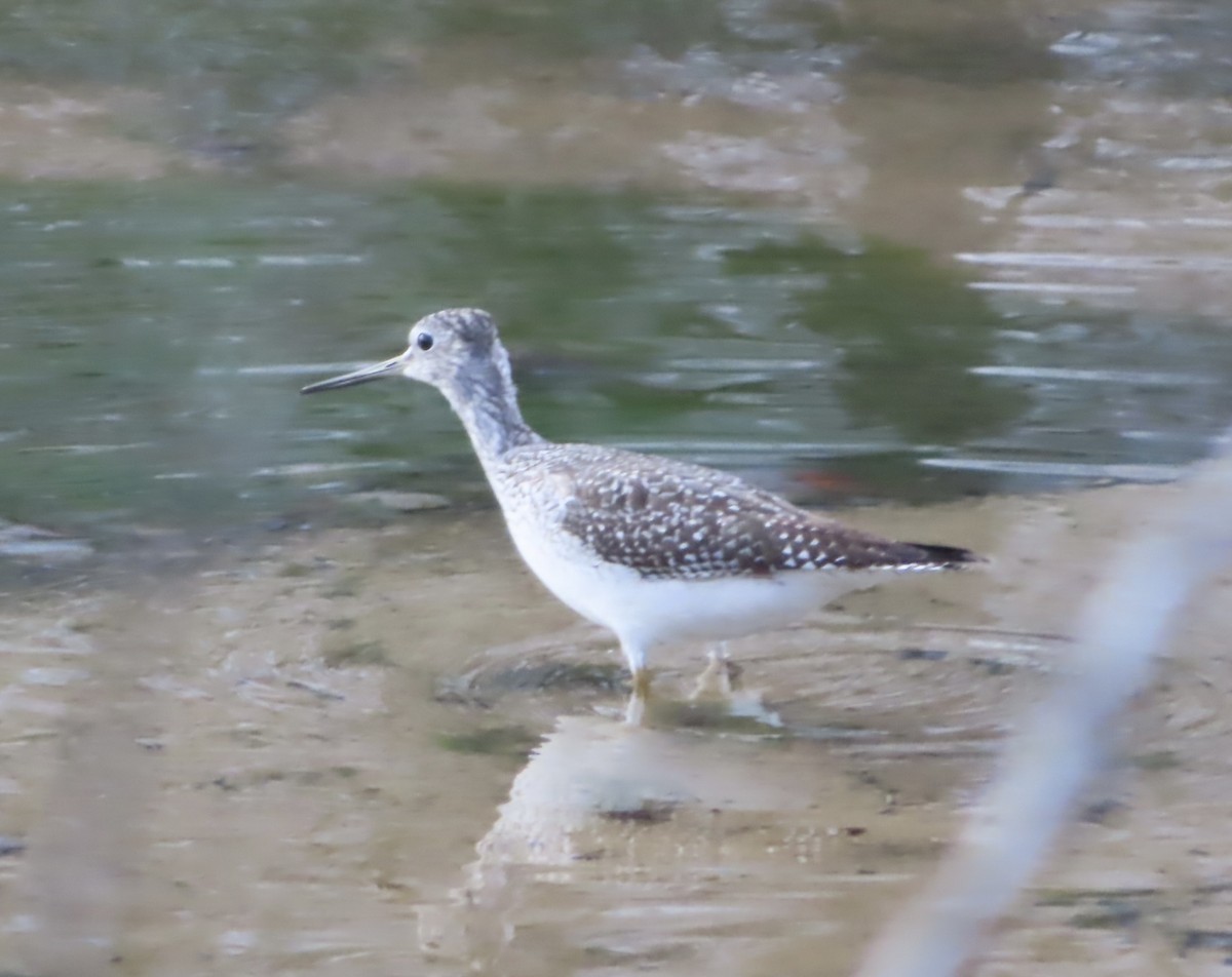 Greater Yellowlegs - ML625919831