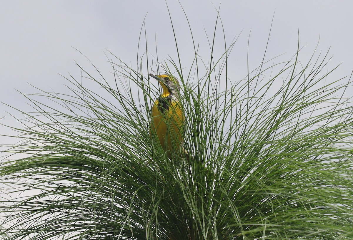 Yellow-throated Longclaw - ML625919857