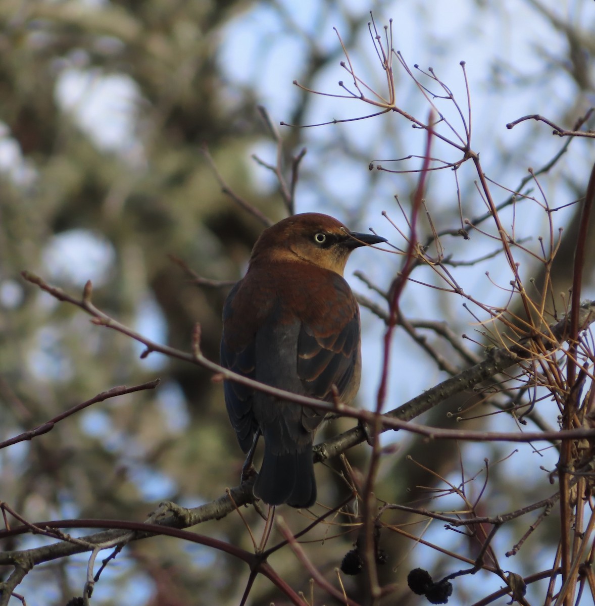 Rusty Blackbird - ML625919873