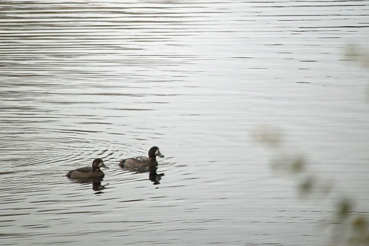 Greater Scaup - ML625919895