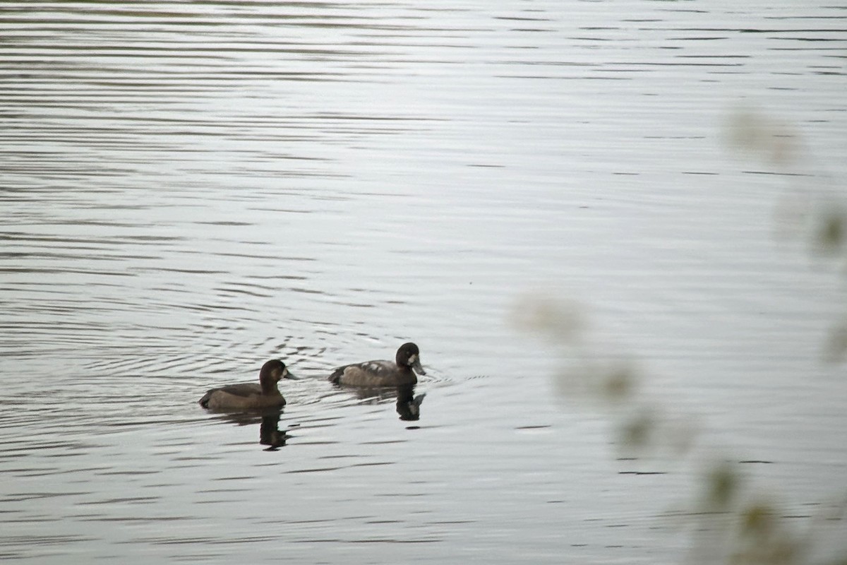 Greater Scaup - ML625919896