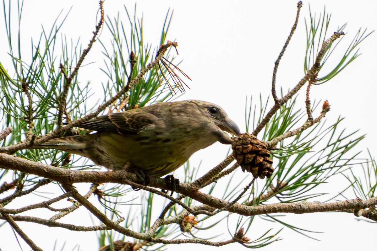 Parrot Crossbill - ML625919978