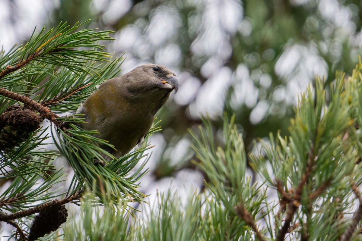 Parrot Crossbill - ML625919979