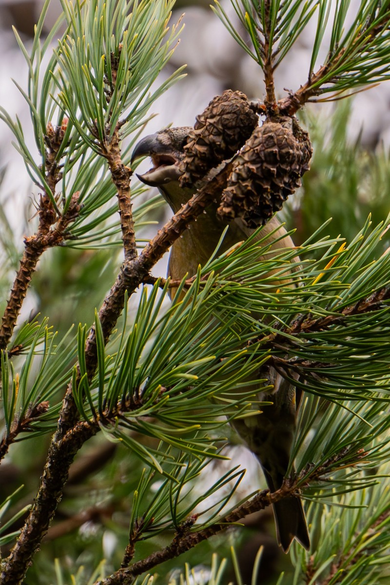 Parrot Crossbill - ML625919980