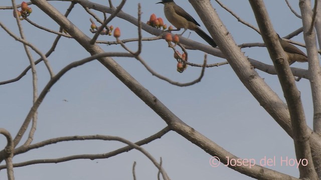 Blackcap Babbler (Blackcap) - ML625919991