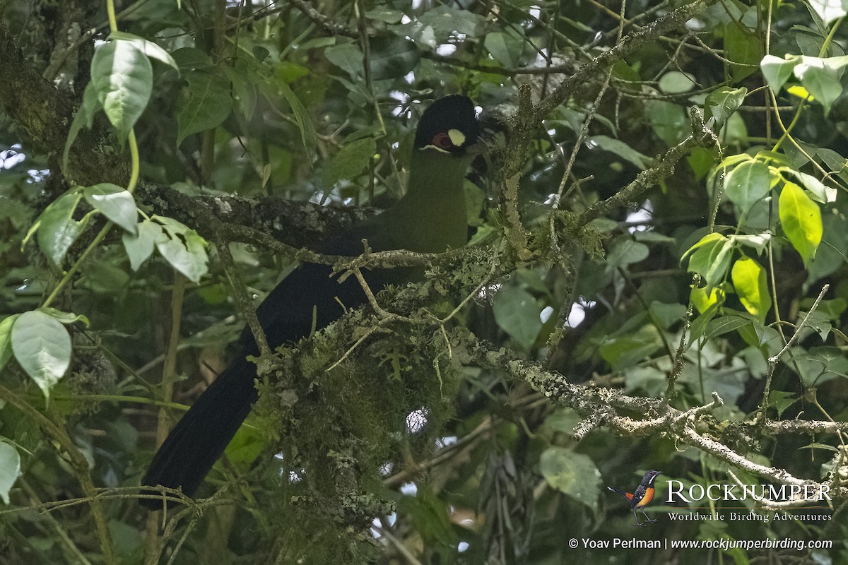 Turaco de Hartlaub - ML625920037