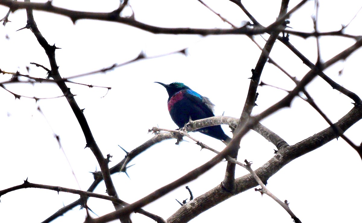 Neergaard's Sunbird - ML625920065