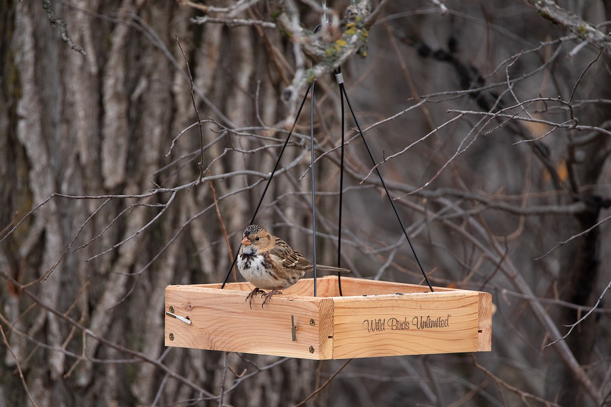 Harris's Sparrow - ML625920109