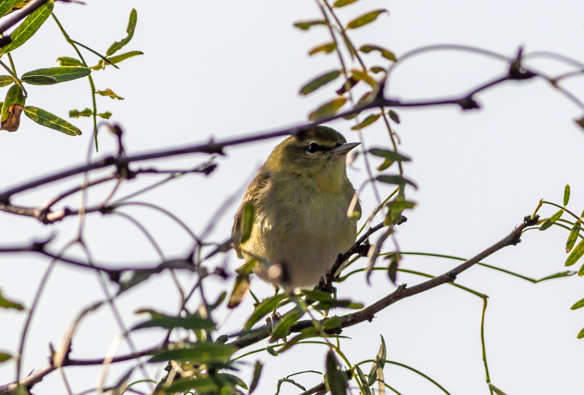 Tennessee Warbler - ML625920180