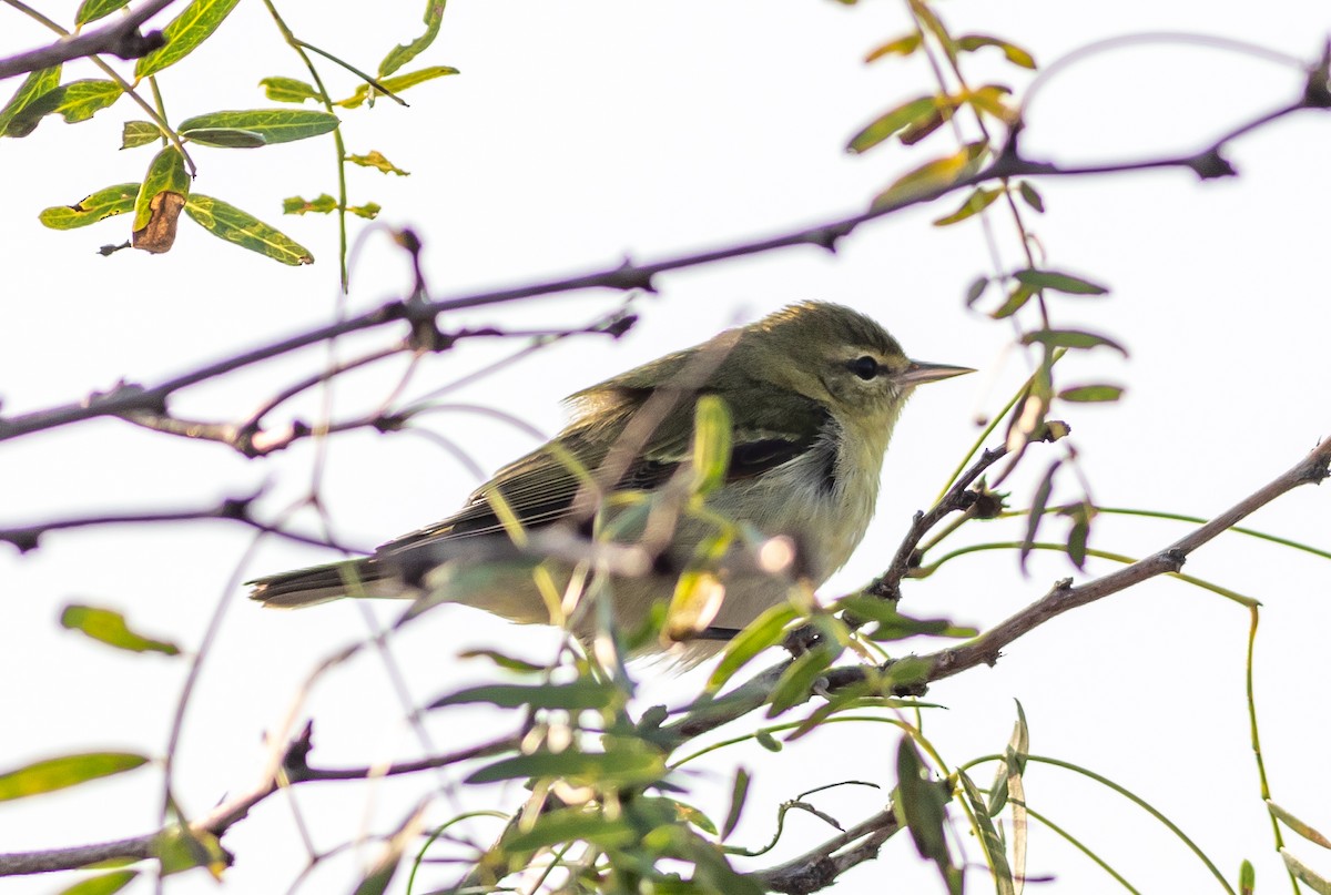 Tennessee Warbler - ML625920181