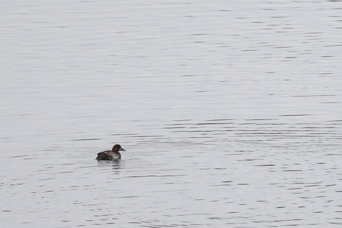 Greater Scaup - ML625920237