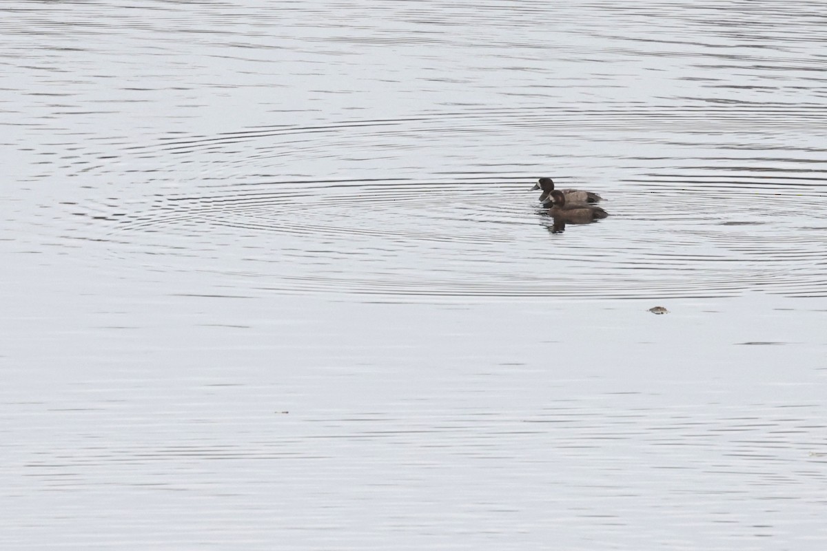 Greater Scaup - ML625920238