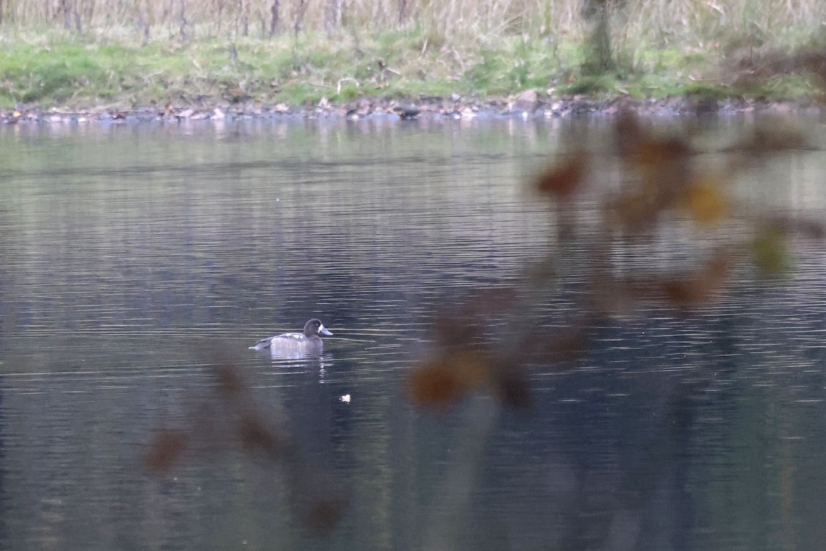 Greater Scaup - ML625920239