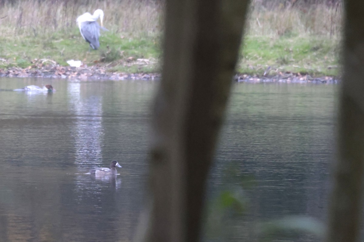 Greater Scaup - ML625920240