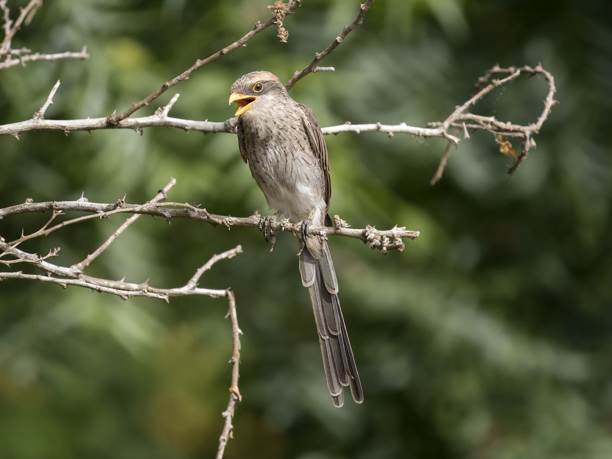 Yellow-billed Shrike - ML625920250