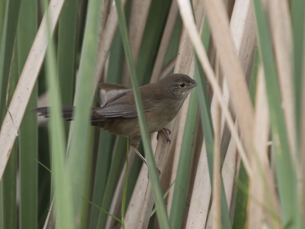 Little Rush Warbler - ML625920263