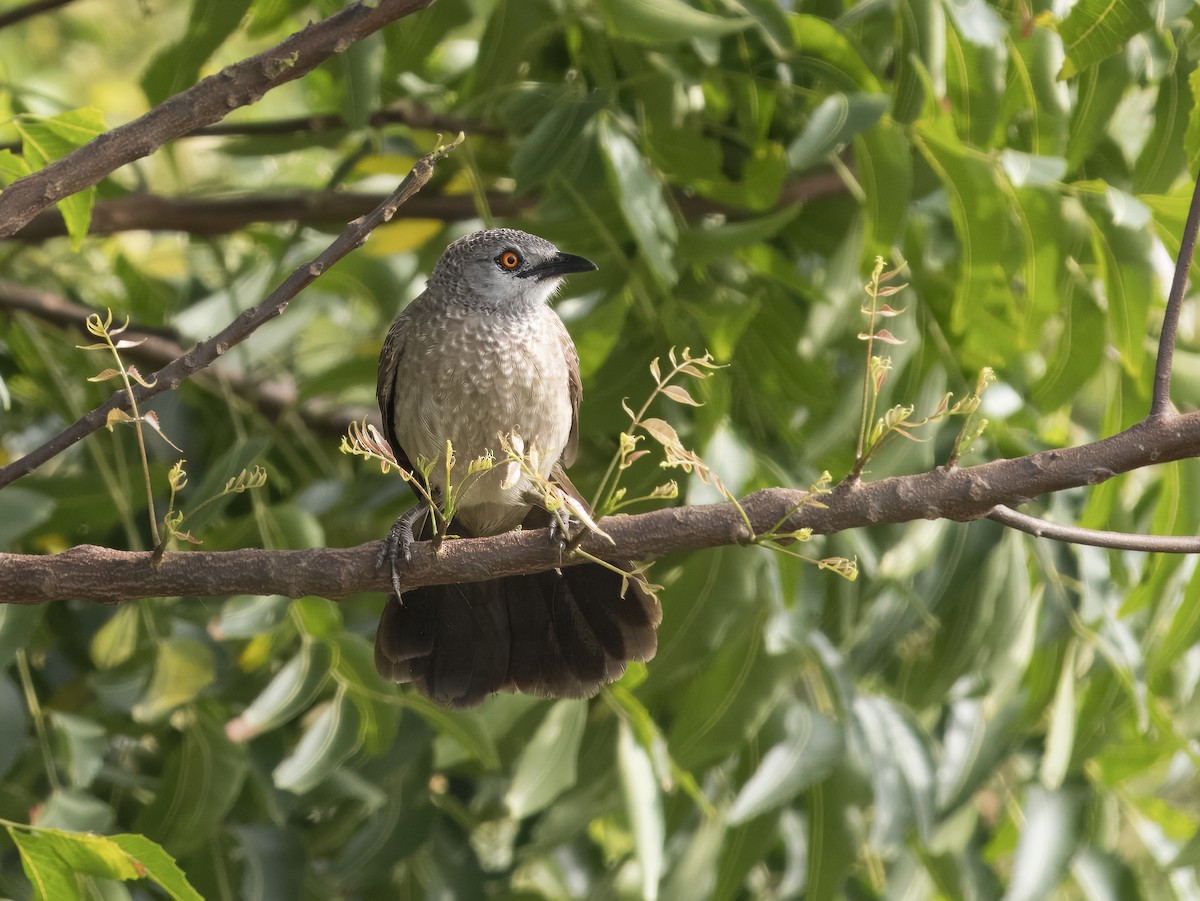 Brown Babbler - ML625920266