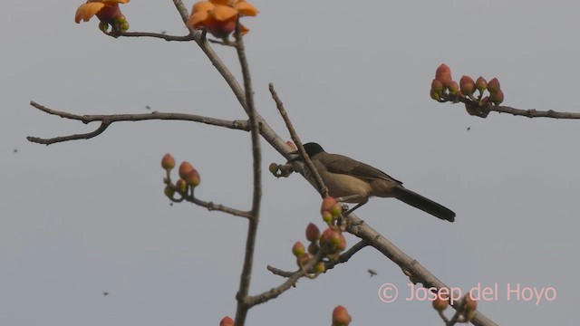 Blackcap Babbler (Blackcap) - ML625920496