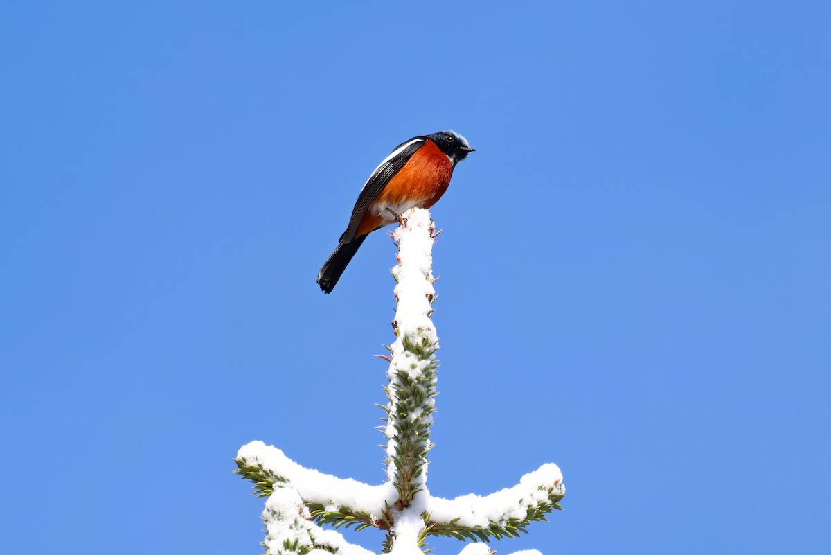 White-throated Redstart - ML625920530