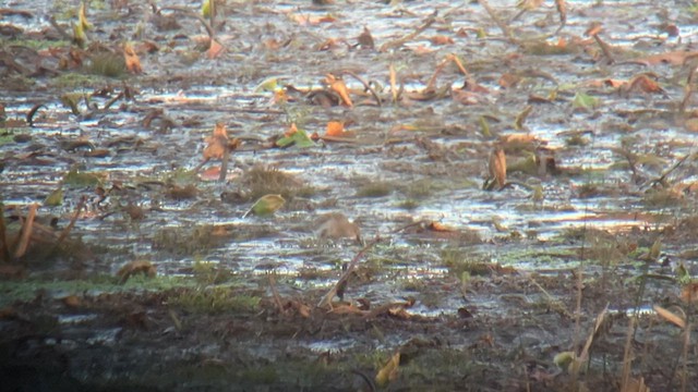 Dunlin - ML625920551